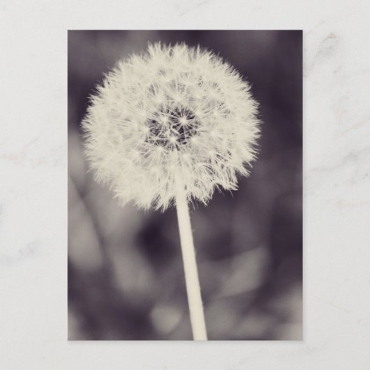 Spring Dandelion Briefkaart (Voorkant)
