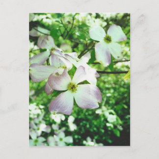 Spring Dogwood Briefkaart