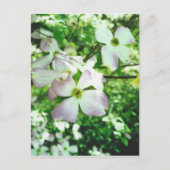 Spring Dogwood Briefkaart (Voorkant)