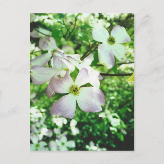Spring Dogwood Briefkaart (Voorkant)