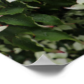 Spring Dogwoods in Marshall Bloom Poster (Hoek)