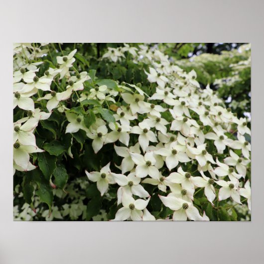 Spring Dogwoods in Marshall Bloom Poster (Voorkant)