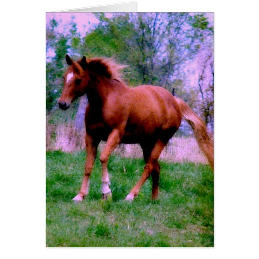 Spring Dreams, Sorrel Trotting (Voorkant)