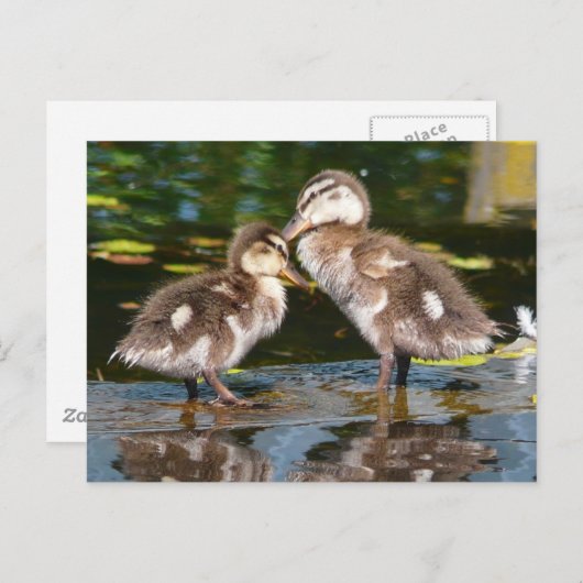 Spring Duckies Briefkaart (Voorkant / Achterkant)