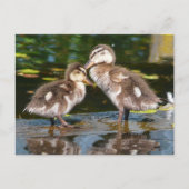 Spring Duckies Briefkaart (Voorkant)