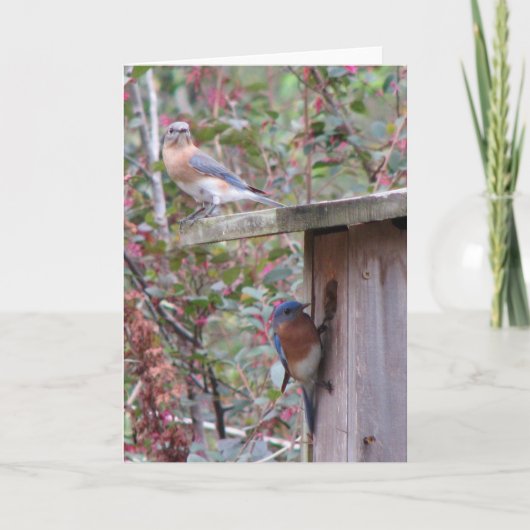 Spring Eastern Bluebirds Kaart (Voorkant)