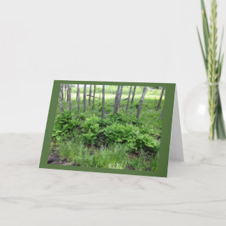 Spring Ferns in Wisconsin Blank Note Kaart