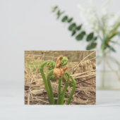 Spring Fiddlehead Briefkaart (Staand voorkant)