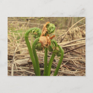 Spring Fiddlehead Briefkaart
