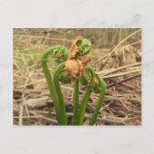 Spring Fiddlehead Briefkaart (Voorkant)
