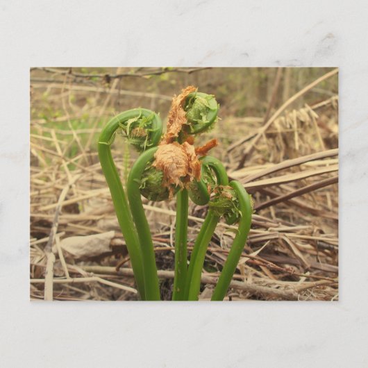 Spring Fiddlehead Briefkaart (Voorkant)