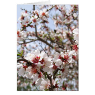 Spring Flower Blossom Kaart