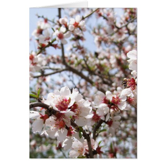 Spring Flower Blossom Kaart (Voorkant)