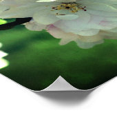 Spring Flower Crabapple Blossom 2 close Up Poster (Hoek)