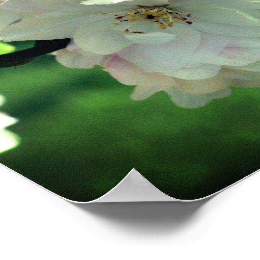 Spring Flower Crabapple Blossom 2 close Up Poster (Hoek)