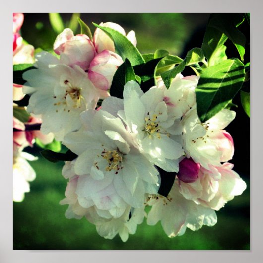 Spring Flower Crabapple Blossom 2 close Up Poster (Voorkant)