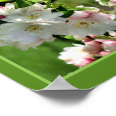 Spring Flower Crabapple Blossoms Abstract Poster (Hoek)