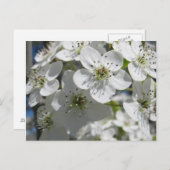 Spring Flowering Tree Flowers Post Kaart (Voorkant / Achterkant)