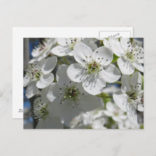Spring Flowering Tree Flowers Post Kaart (Voorkant / Achterkant)