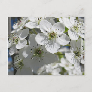 Spring Flowering Tree Flowers Post Kaart