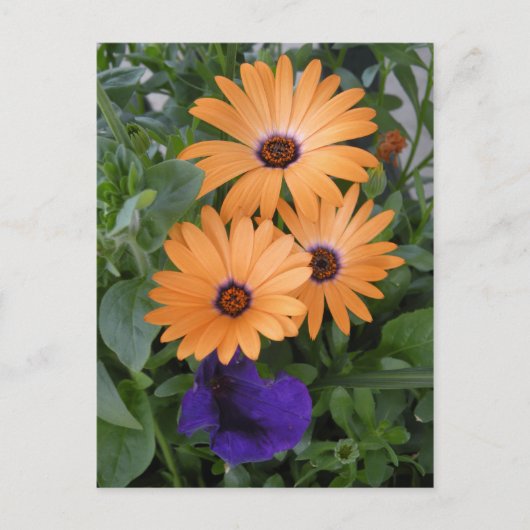 Spring Flowers Card Briefkaart (Voorkant)