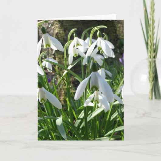 Spring Flowers Snowdrops Wenskaart Kaart (Voorkant)