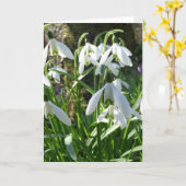 Spring Flowers Snowdrops Wenskaart Kaart (Gele Bloem)