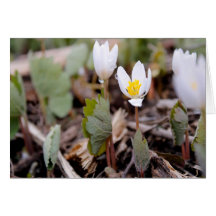 Spring Flowers Wenskaart