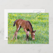Spring Foal Briefkaart (Voorkant / Achterkant)