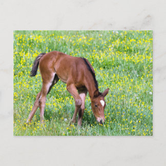 Spring Foal Briefkaart