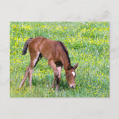 Spring Foal Briefkaart (Voorkant)