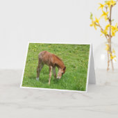 Spring foal horse card kaart (Gele Bloem)