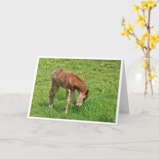 Spring foal horse card kaart (Gele Bloem)