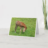 Spring foal horse card kaart (Voorkant)