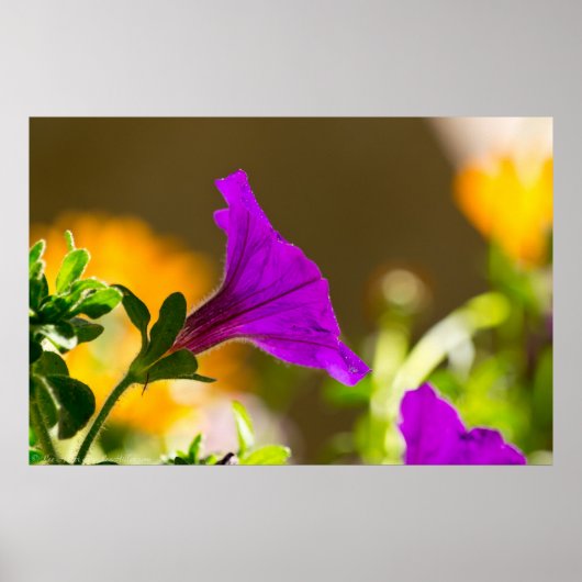 Spring Garden Paars Petunia Poster (Voorkant)