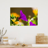 Spring Garden Paars Petunia Poster (Keuken)
