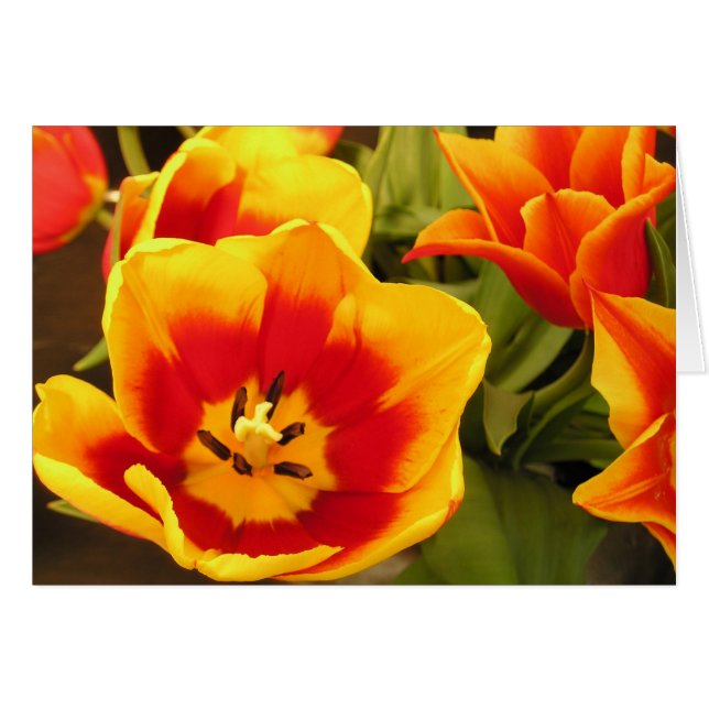 Spring Glory Tulip Card (Voorkant Horizontaal)