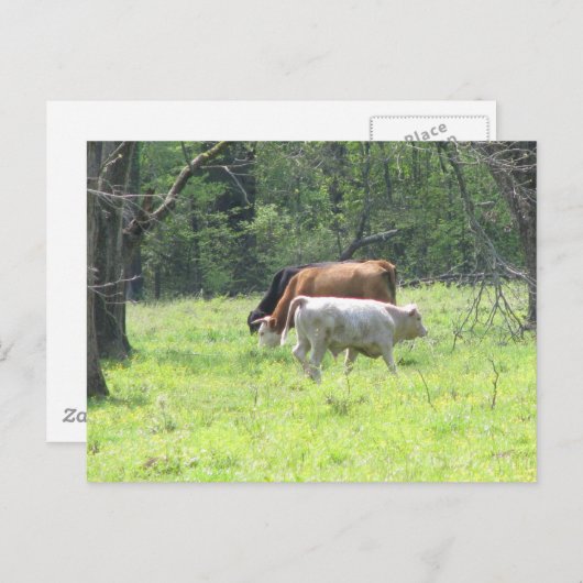 Spring Grazing in Louisiana Briefkaart (Voorkant / Achterkant)