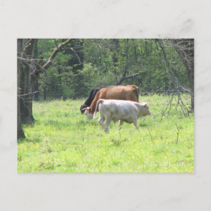 Spring Grazing in Louisiana Briefkaart
