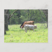 Spring Grazing in Louisiana Briefkaart (Voorkant)