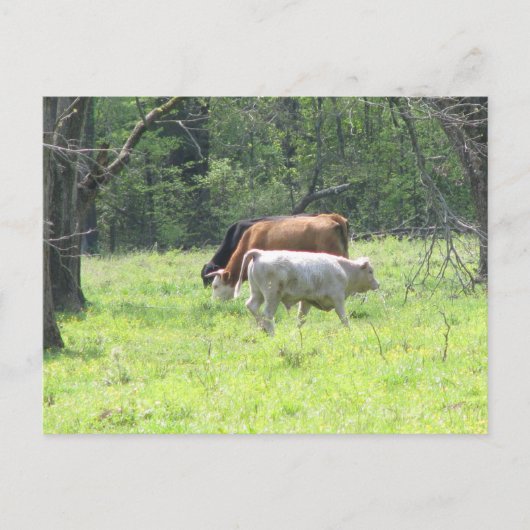Spring Grazing in Louisiana Briefkaart (Voorkant)