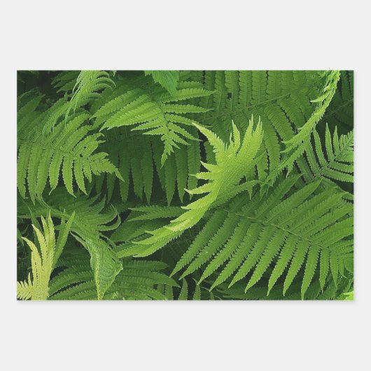 SPRING GREEN FERN FOTO WRAPPINGPAPIEREN INPAKPAPIER VEL (Voorkant 2)