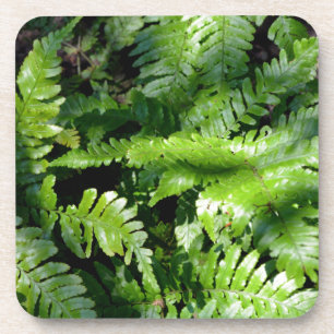 Spring Green Ferns boho botanisch Bier Onderzetter