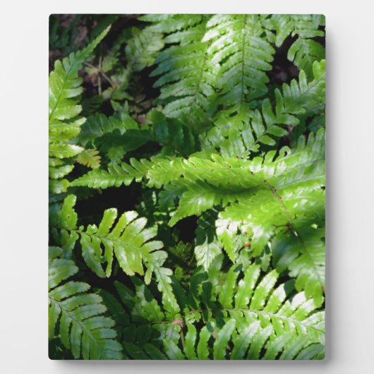 Spring Green Ferns boho botanisch Fotoplaat (Voorkant)