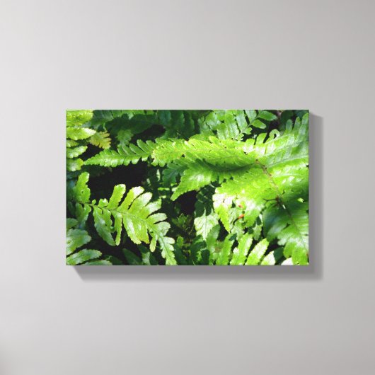Spring Green Ferns Canvas Afdruk (Voorkant)