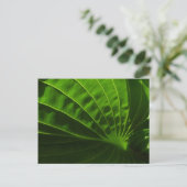 Spring Green Hosta Leaf Briefkaart (Staand voorkant)