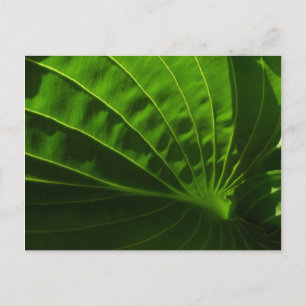 Spring Green Hosta Leaf Briefkaart