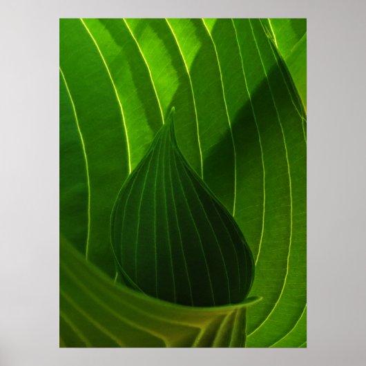 Spring Green Hosta Leaf Poster Print (Voorkant)