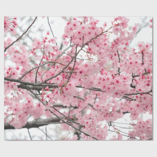 Spring Hanami Festival, Cherry Blossom Cadeaupapier (Vlak)