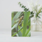 Spring Hawker Dragonfly DIY Briefkaart (Staand voorkant)